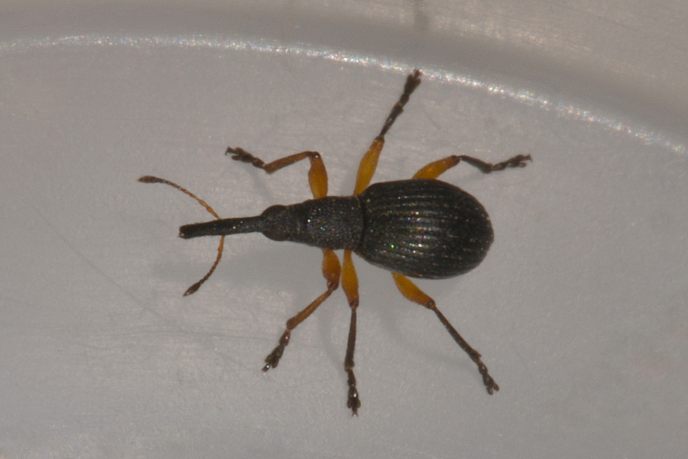 Protapion trifolii?